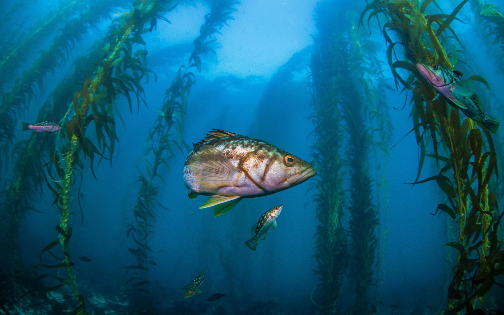 Kelp Forest Fish in a kelp forest off the coast of California © Ralph Pace