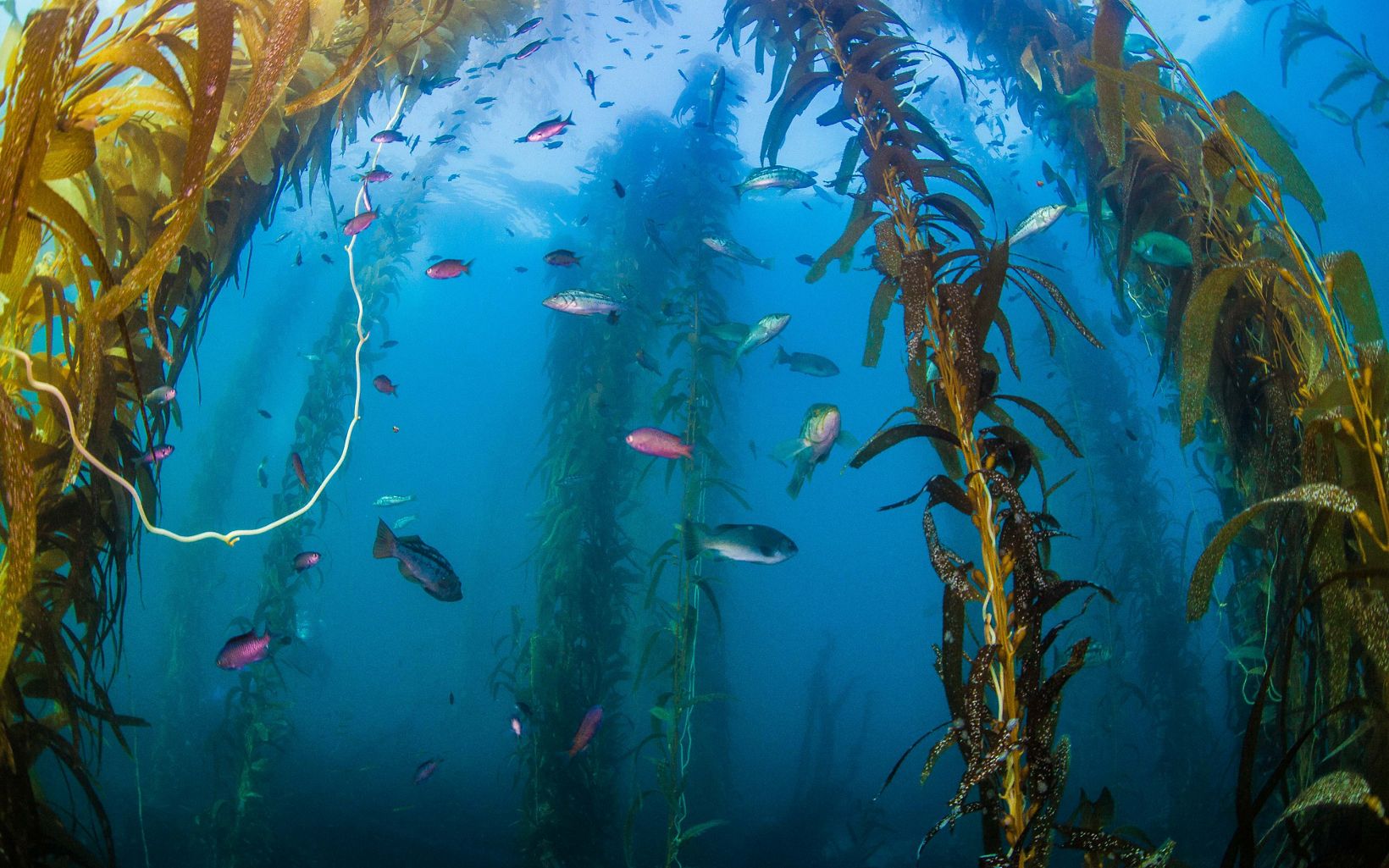 Kelp forest viewed from under water