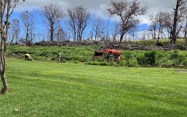 Green fields with burned trees in the background.
