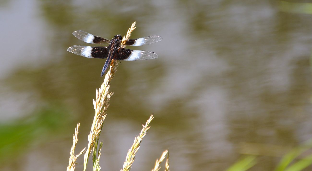 A dragonfly lands at the tip of a blade of glass.