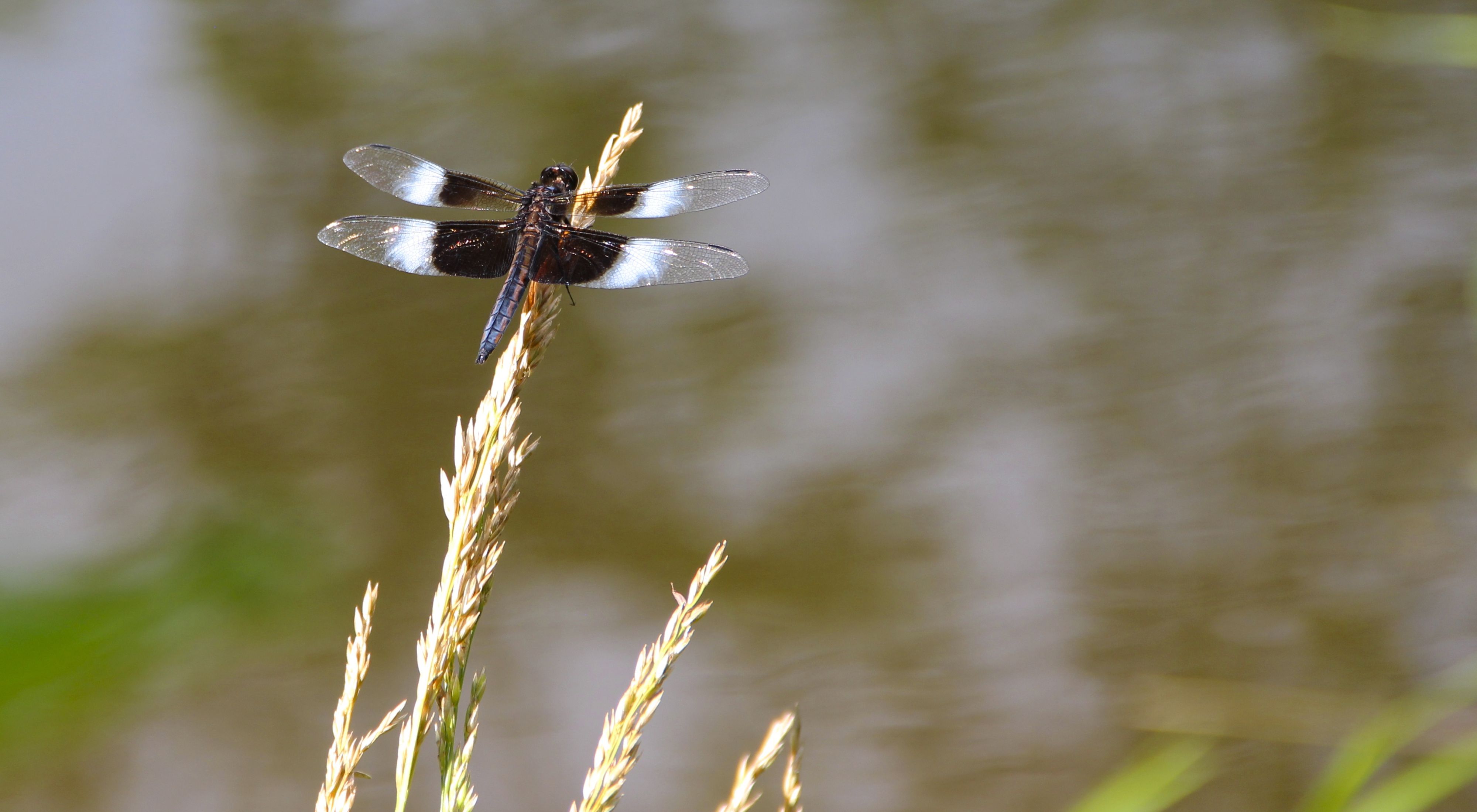 Dragonfly at Virginia's Bottom Creek Gorge