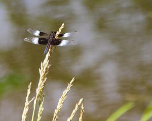 A brown and white dragonfly balances on a tall stalk of grass on the edge of a creek.
