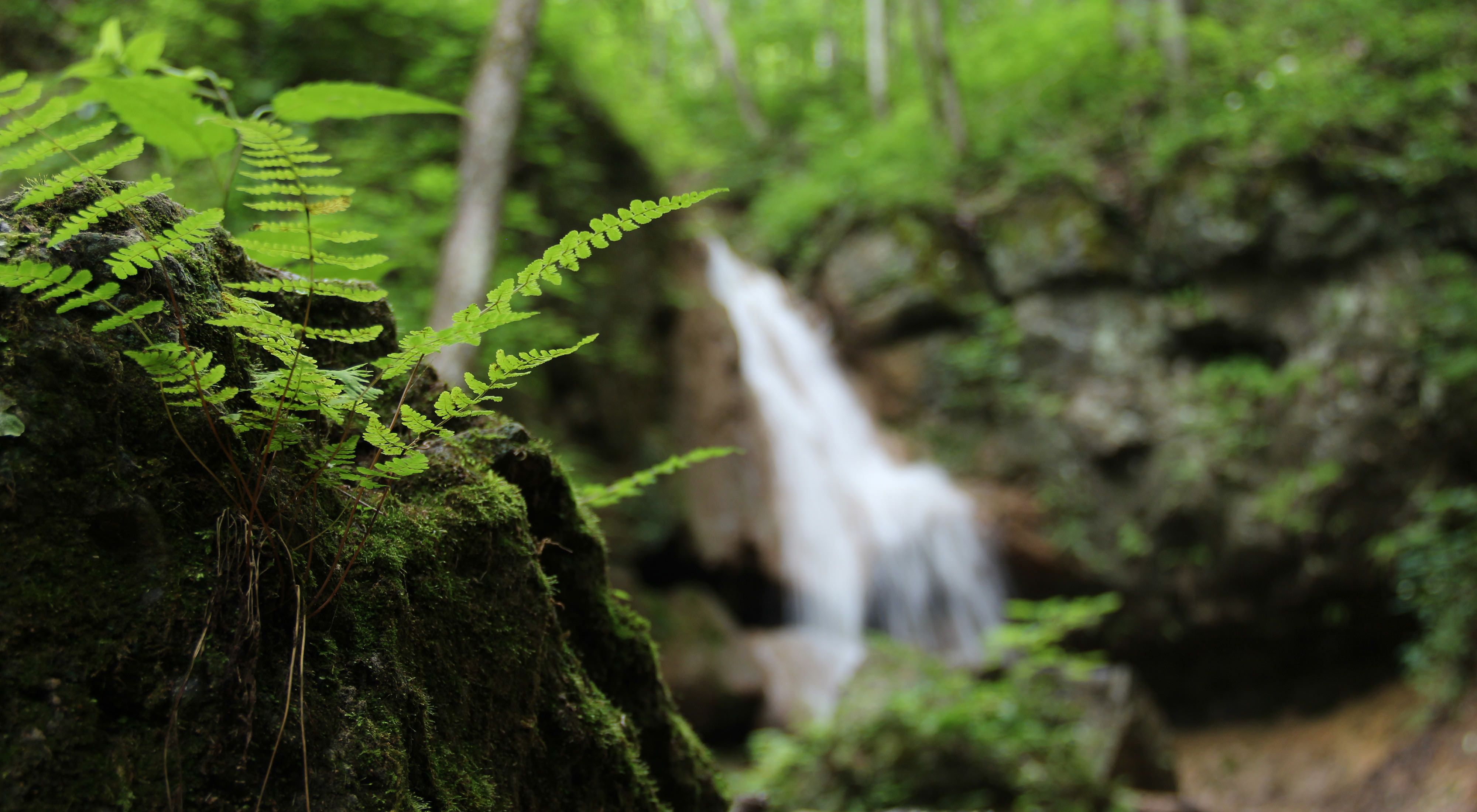 Close up view of small ferns growing out of a clump of earth. The white water of a small waterfall is artfully blurred in the background.