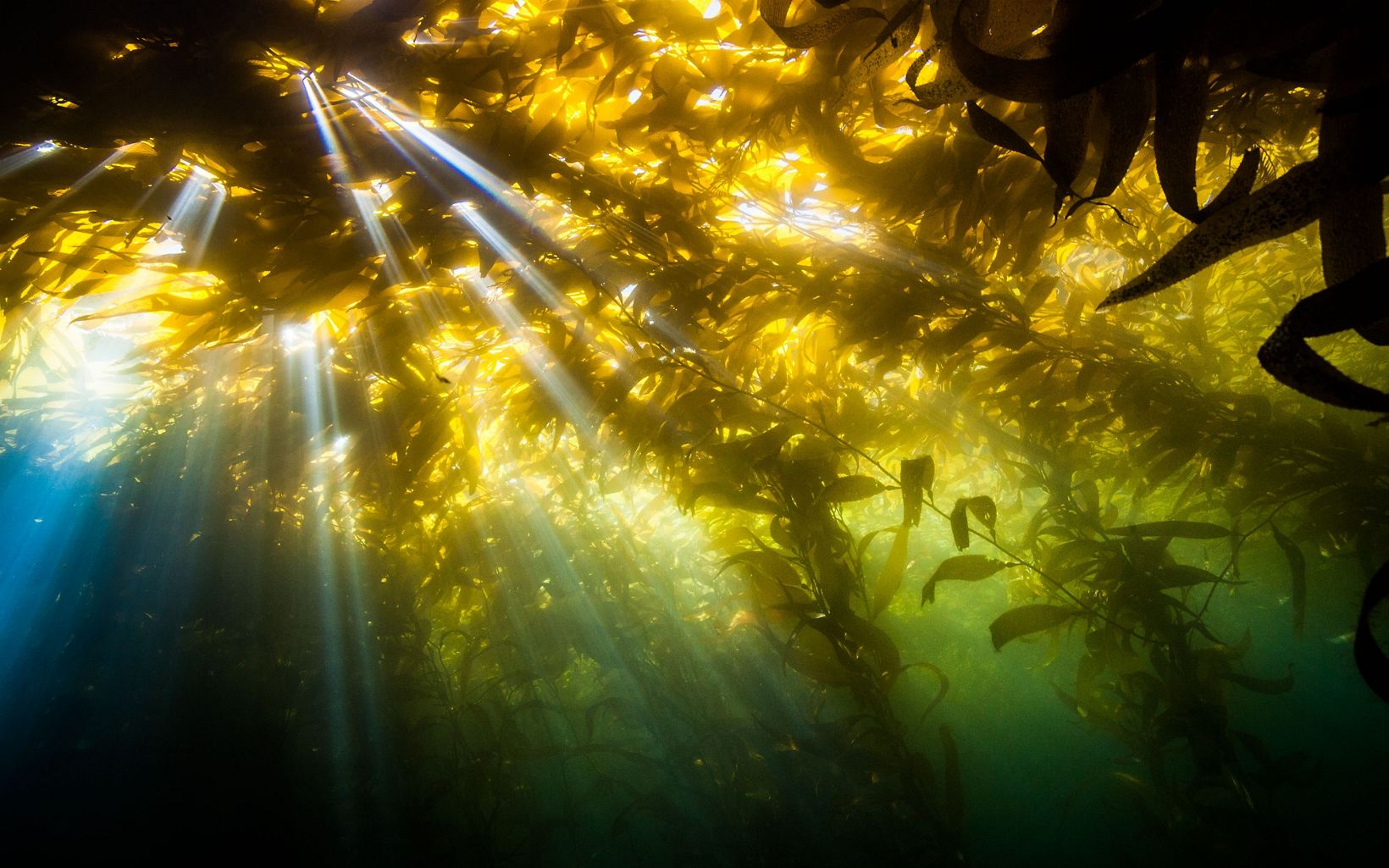 Underwater photo looking up as sun streams through kelp plants from the surface.
