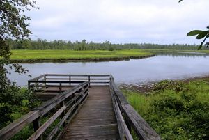  A wooden boardwalk ends at an observation deck offering unobstructed views of the marsh. Open water curves around thick wetland vegetation and a tall stand of trees.