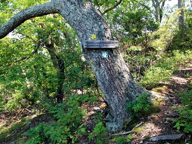 A mature tree grows at an angle along a forest trail. A large low branch sticks straight out from the trunk.