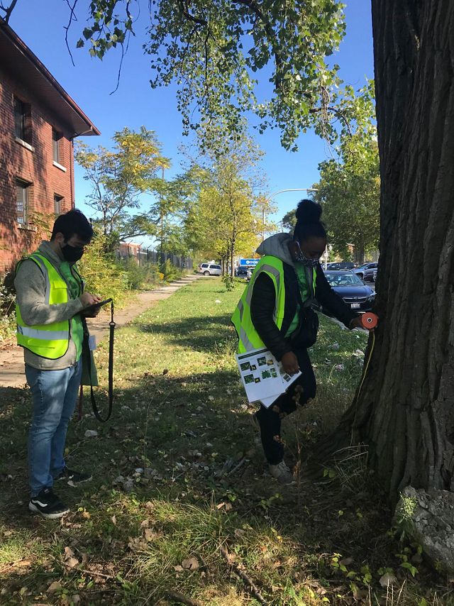 Two researchers measure a tree on a city street. 