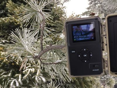 Time-lapse cameras at our research sites are mounted high in surrounding trees, programmed to snap images daily at consistent times of morning, afternoon and night.