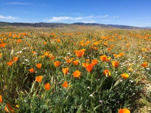 Landscape view of a field of bright-orange poppies at Antelope Valley California Poppy Reserve.