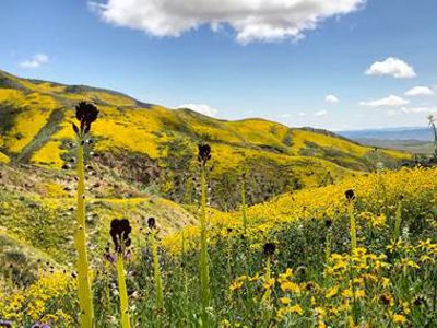 Gentle hills covered in yellow wildflowers.