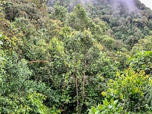 A mid-elevation forest in the Western Andes in Ecuador. Prime wintering grounds for several species of Vermont birds.