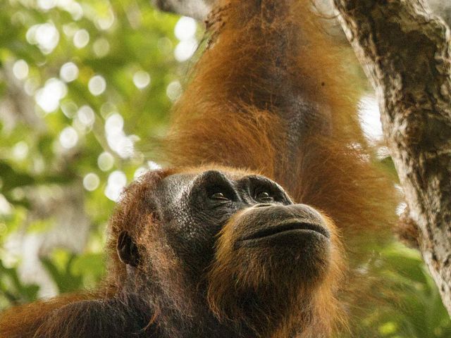 A closeup of a Borneo orangutan's face looking skyward.