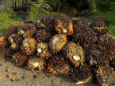 A bunch of oil palm fruits sitting in front of a palm oil tree.