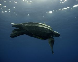 Leatherback turtle swimming in the ocean.
