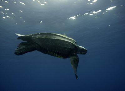 Leatherback turtle swimming in the ocean.