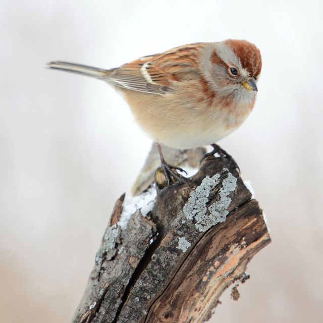 A small brown bird sits on a branch-tip in the snow. 