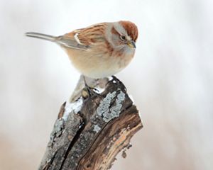 A small brown bird sits on a branch-tip in the snow.