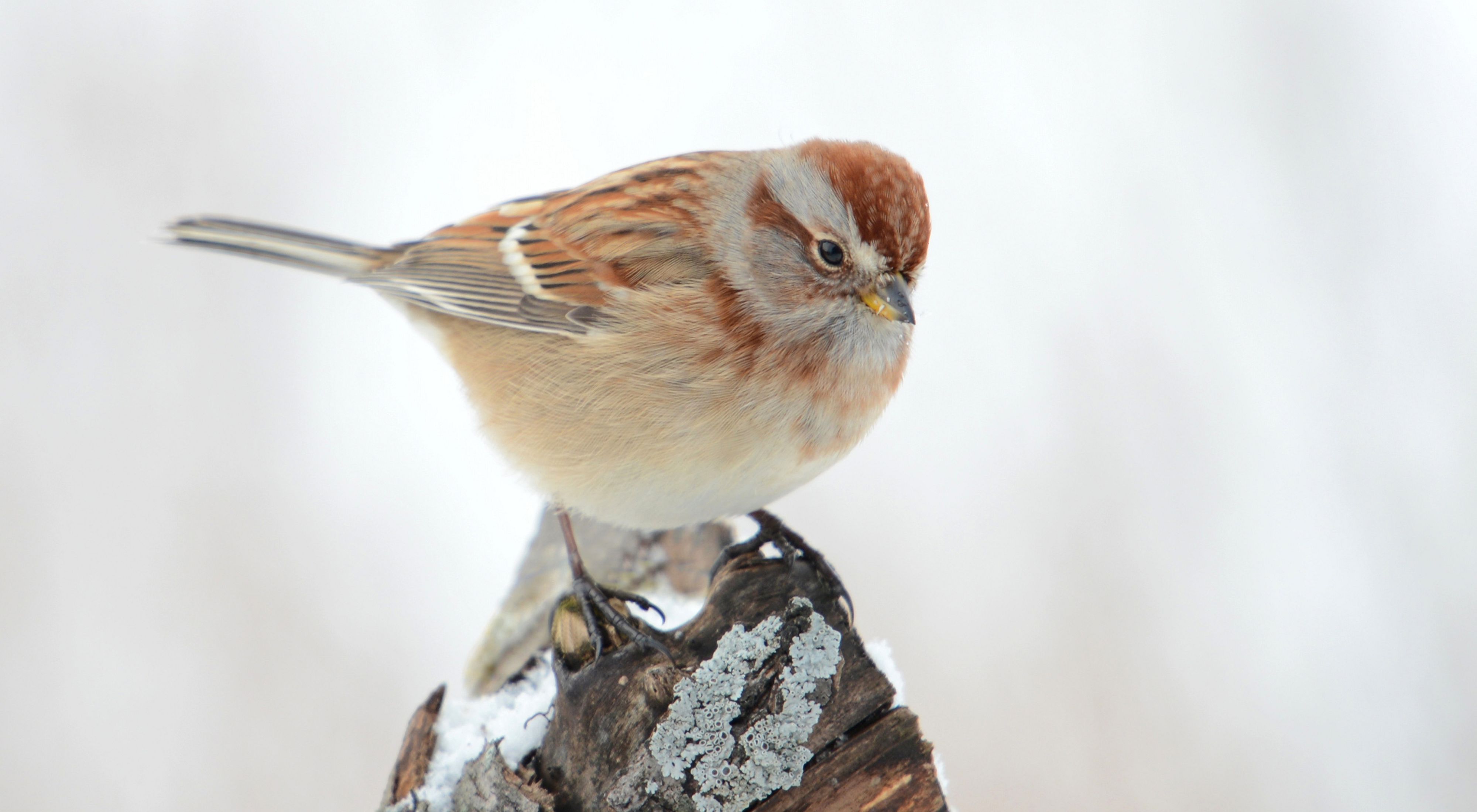 Small sparrow with brown markings perched on a stump.