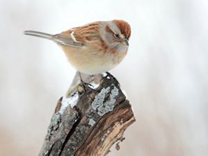 A small brown bird sits on a branch-tip in the snow. 