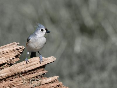 Greyis bird with white breast perched on fallen log.