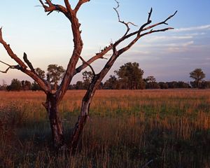 A barren tree in a grassy field at sunset.