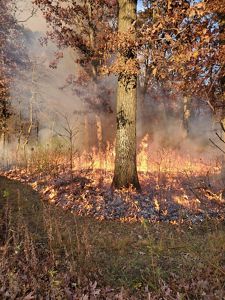 An oak tree with dried leaves surrounded by a low controlled fire that is clearing leaf litter. 