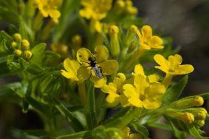 A hoary puccoon insect sitting on a yellow flower.