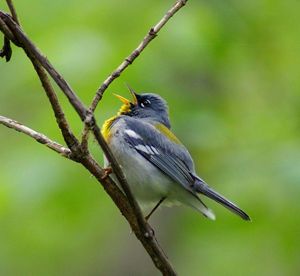 A male northern parula singing while perched on a branch.
