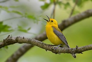 A yellow bird rests on a branch and sings to the sky.