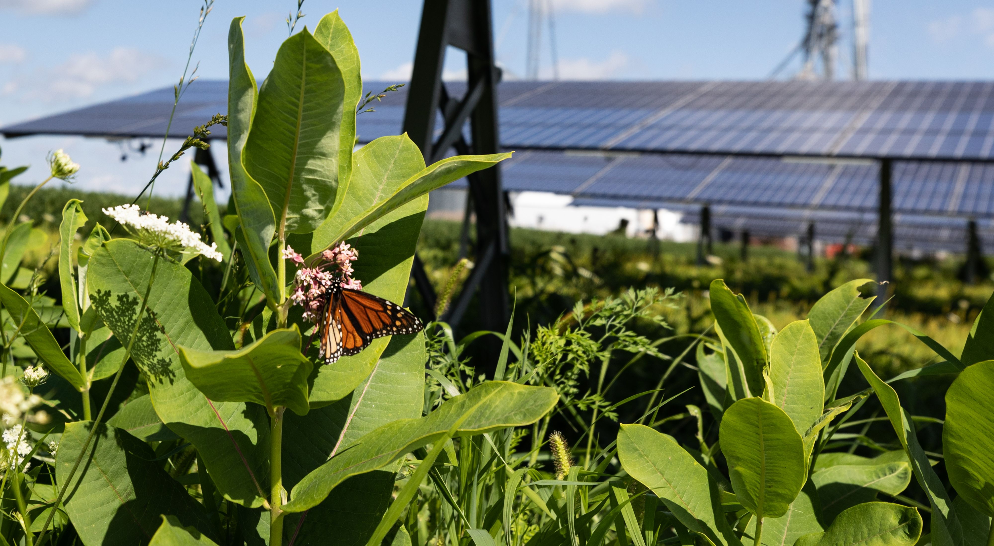 A monarch butterfly fluttering around flowers near solar panels.