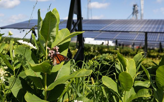 A butterfly drinks nectar from a flower with solar panels in the background.