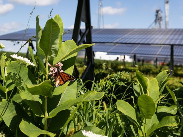 A butterfly feeding on a flower with solar panels in the background.