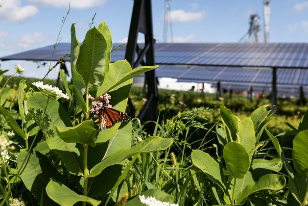 An orange-and-black butterfly feeds on a plant; solar panels are visible in the background.