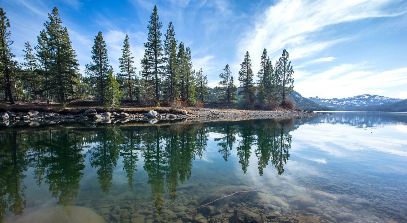 Trees along the water's edge at Independence Lake.