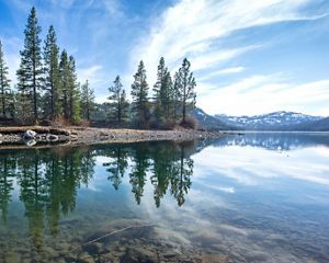 Pine trees on the shore of an alpine lake.