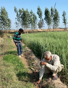 A man and child plant trees in a row on a farm in Haryana, India