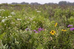 Yellow, white and purple wildflowers scattered across a green prairie.