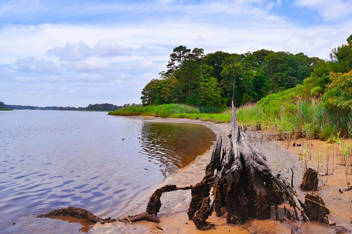 A piece of drift wood sits on a shoreline of a marsh.
