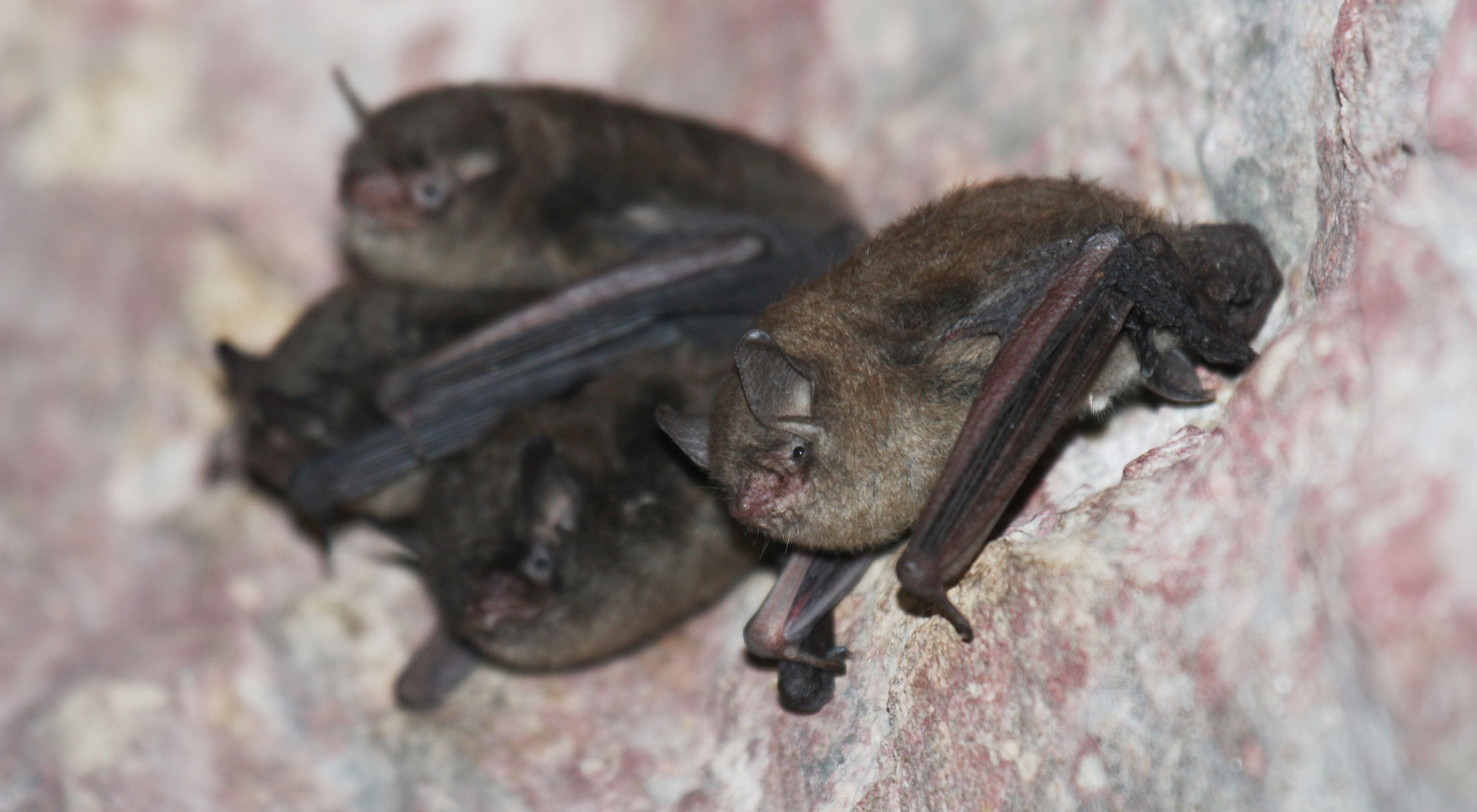 A group of 4 small bats cluster to a cave wall.