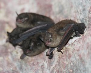 Small brown bats cluster on a cave wall.