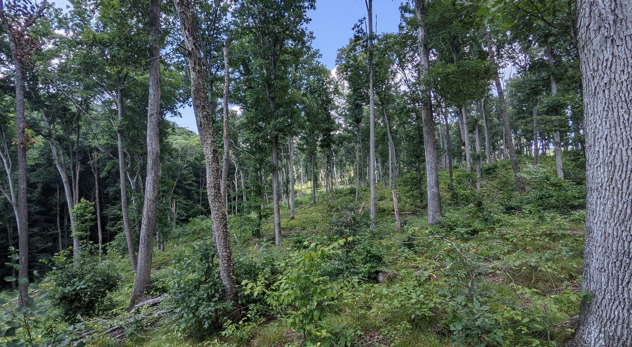 Indiana forest.