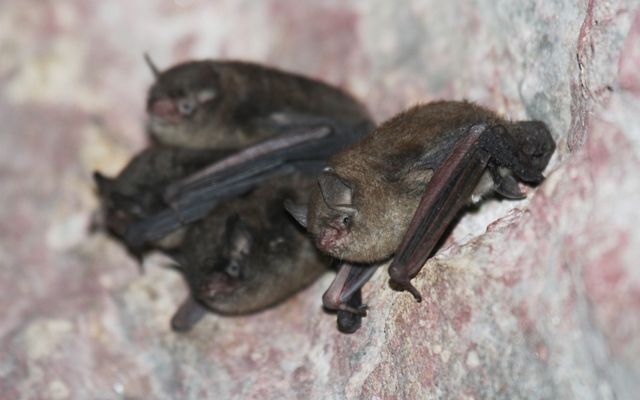 Indiana bat (Myotis sodalis).