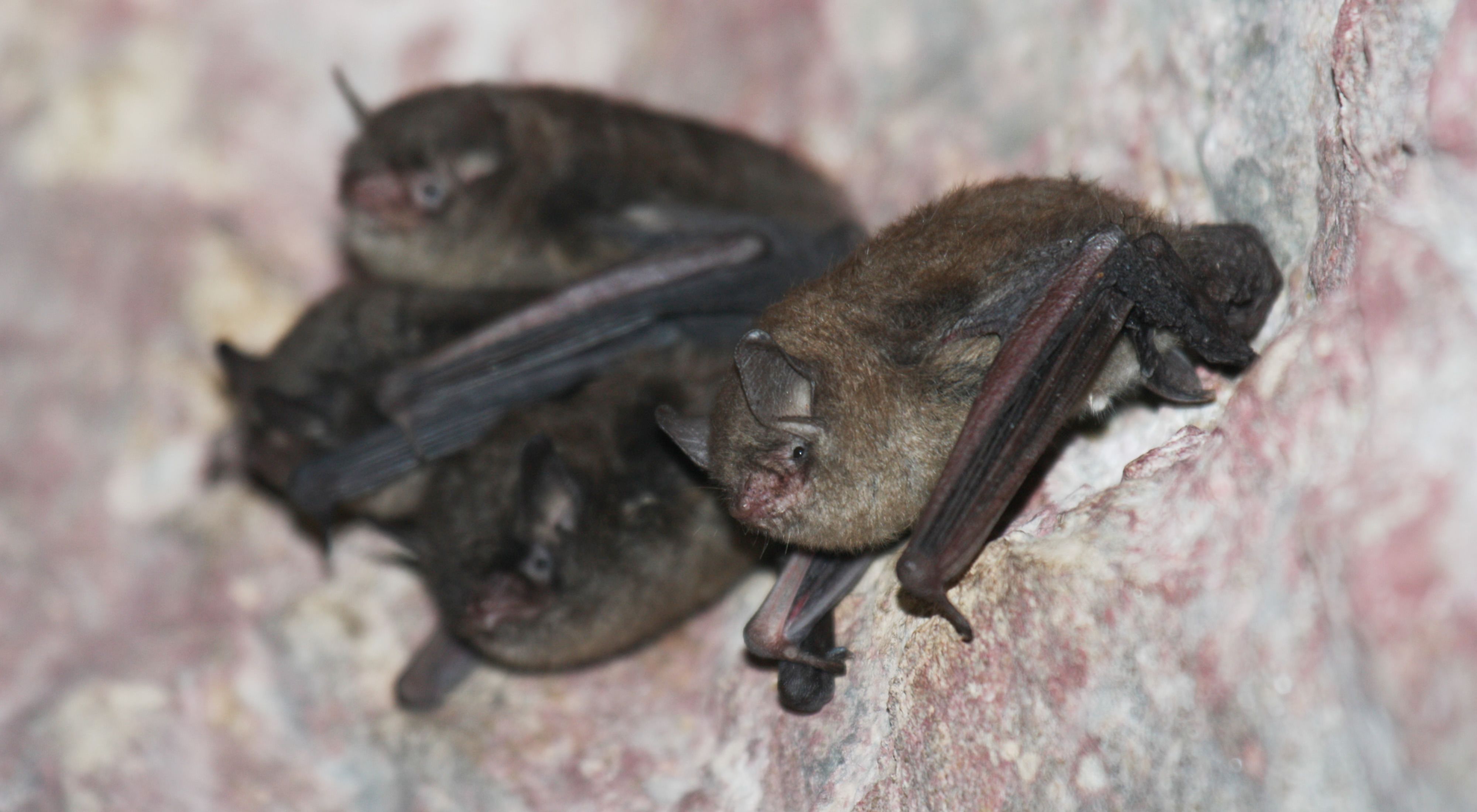 Small cluster of brown Indiana bats cling to cave wall.