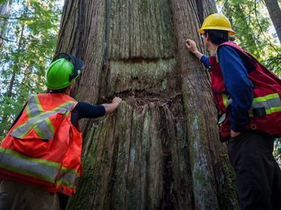 Two people at the bast of a Western Red Cedar