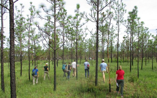  Several groups heading out through an open pine forest to release eastern indigo snakes. 