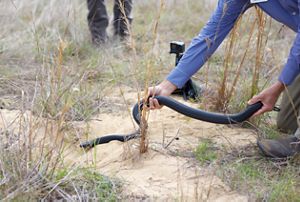 A person releases an indigo snake into a sandy hole in the ground.