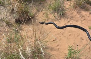 An eastern indigo snake.
