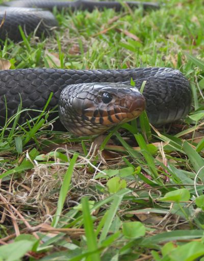 Eastern indigo snake in an S shape in the grass. 