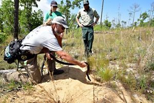 A man releases a black snake into a hole in the ground while two other people stand and watch him.