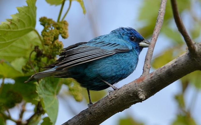 A bright blue bird perched on a tree branch. 